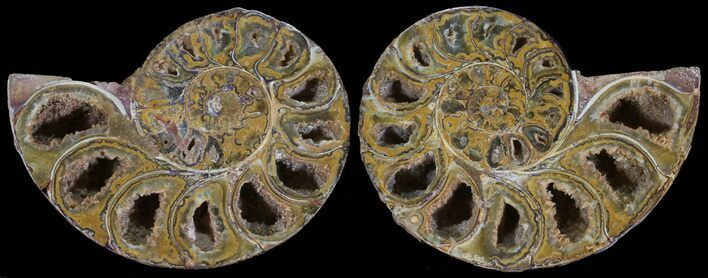 Cut & Polished, Agatized Ammonite Fossil - Jurassic #53830